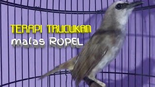 trucukan Ropel panjang untuk terapi trucukan kamu yang malas ropel...
