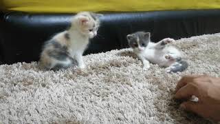 قطط صغيرة تلعب  Des chatons mignons