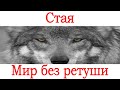 Стая волков Туркменистан 