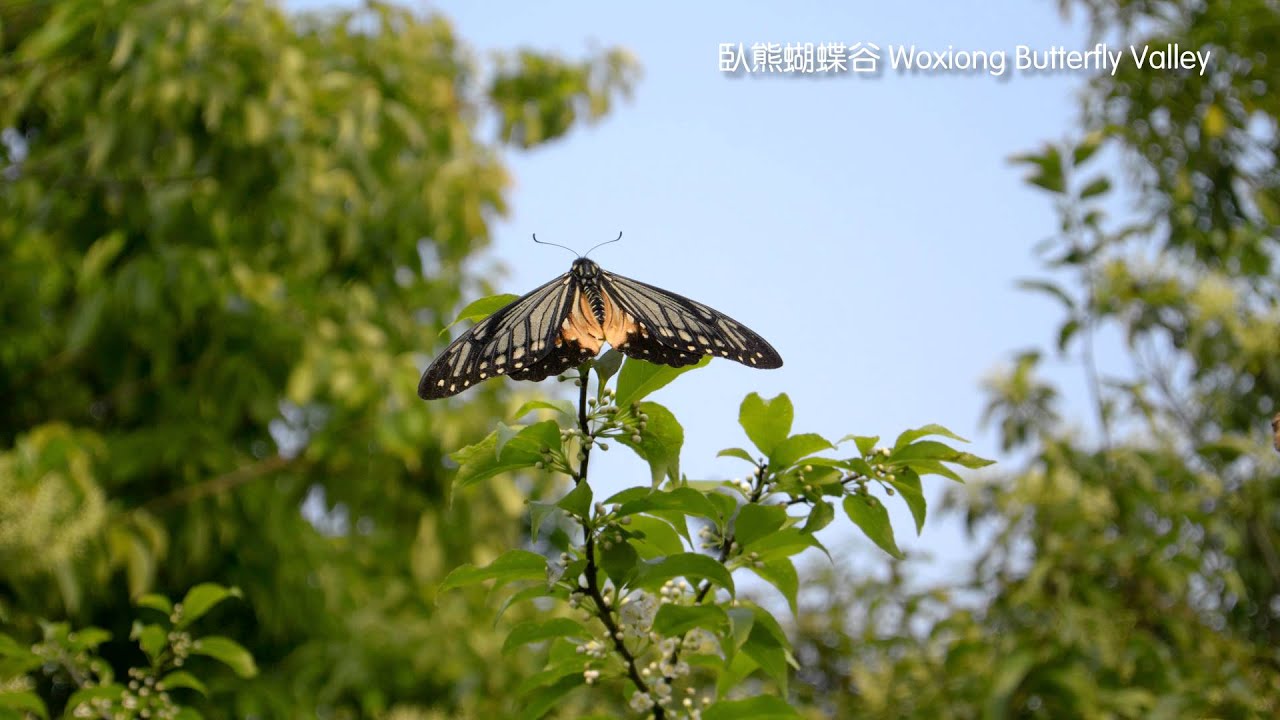 4K RAW Ultra HD Test Video with Nikon 1 V2 (Stabilized)