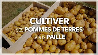 Comment cultiver ses pommes de terre sous paille