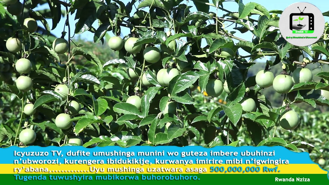 Ngoma/Rurenge|Ubuhinzi bw'amatunda bwamuhinduriye izina uwari Serugo yahindutse Sebahinzi#0788804682