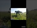 Jurassic World Tyrannosaurus Rex Toy Photography #fypviral #dinosaur #toyphotography