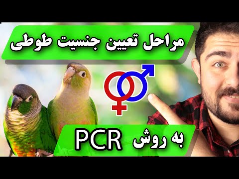 بهترین و دقیق ترین روش تعیین جنسیت انواع طوطی تهیه نمونه تا ارسال