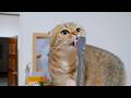 The kitten is just too adorable—cleaning the spoon completely out of gratitude! 😊