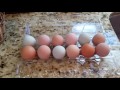 Gathering Chicken Eggs and How To Store Them