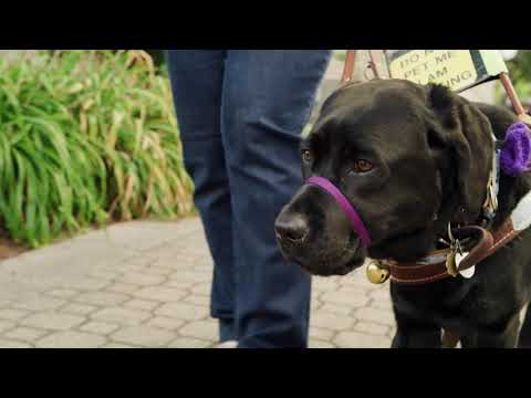 Vidéo: American Humane Hero Dog Awards, un succès éclatant!