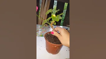 Почему мелкие листья у пеларгонии/герани.
