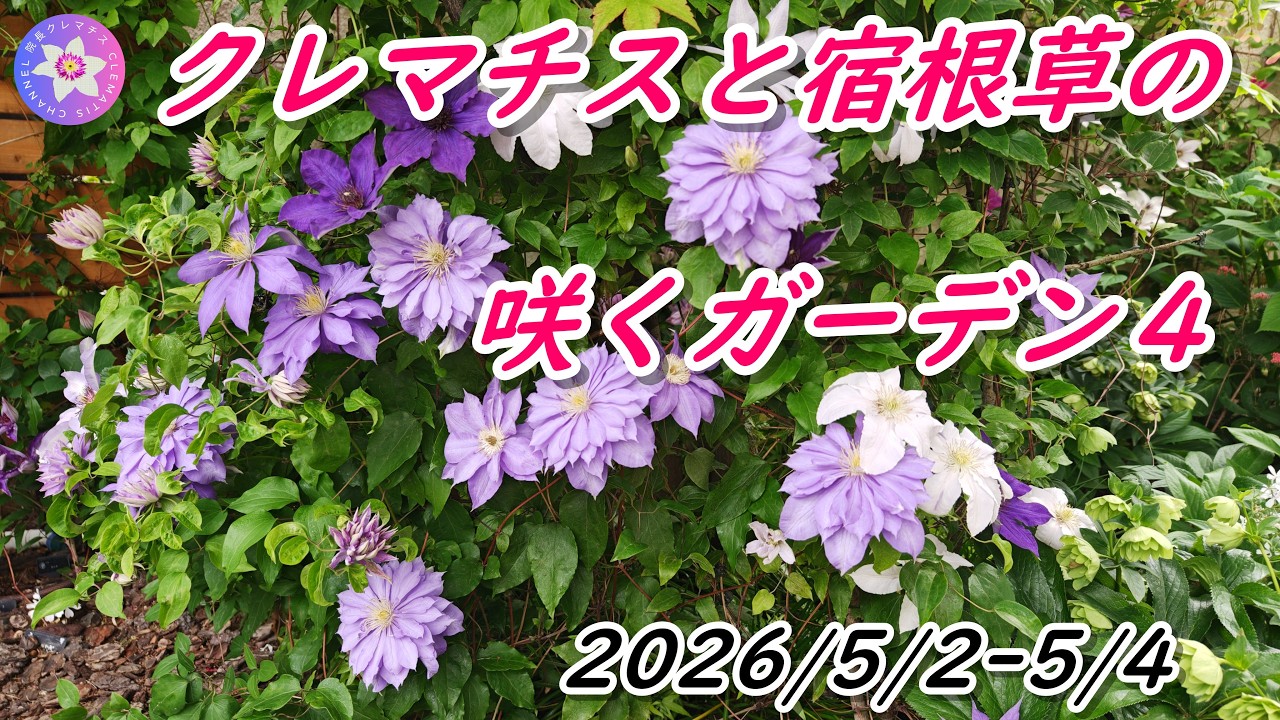 クレマチスと宿根草の咲くガーデン4 2026/5/2-5/4 - YouTube