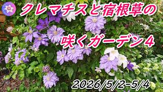 クレマチスと宿根草の咲くガーデン4 2026/5/2-5/4 - YouTube