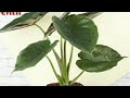 Varieties of Alocasia House Plants with Names | Elephant Ears Plants | Defferent Species of Alocasia