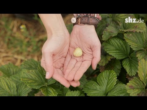 Video: Warum sind weiße Erdbeeren weiß?