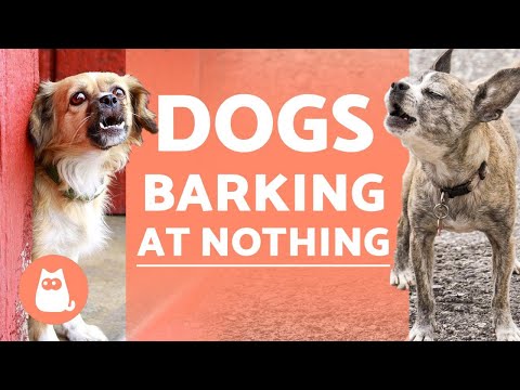 Video: Varför skäller min hund på ingenting?