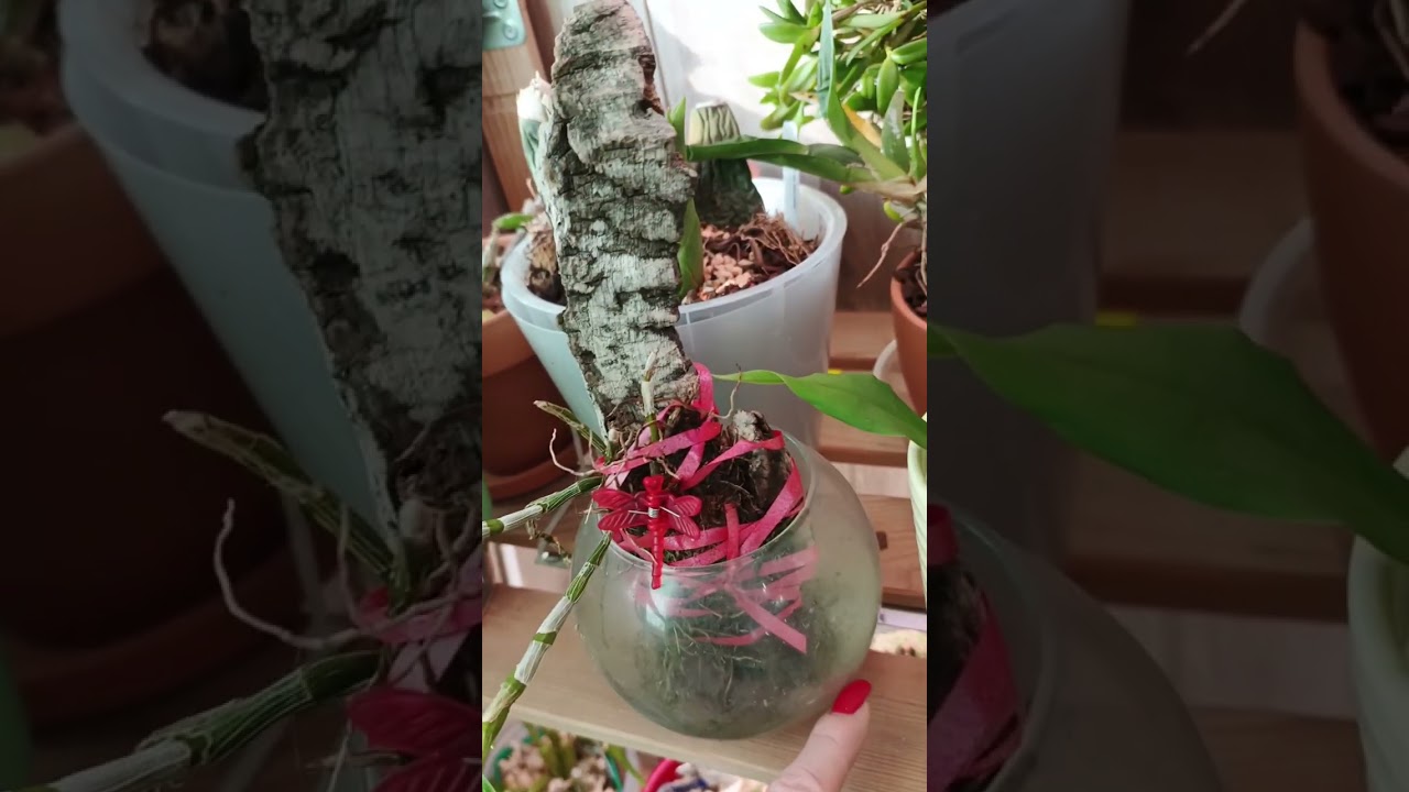 Обзор орхобалкончика