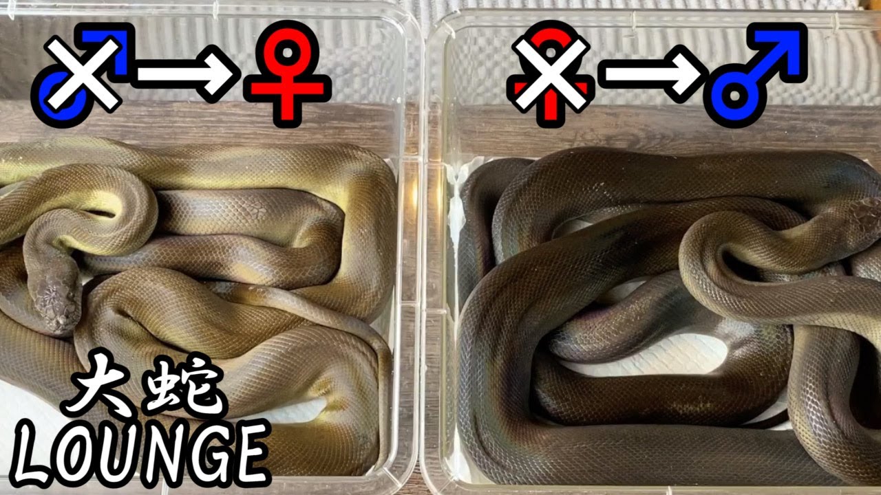 ヘビの性別について Youtube ヘビの性別について Youtube