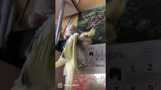 Утренние Процедуры 🐥 Попугай Чистится