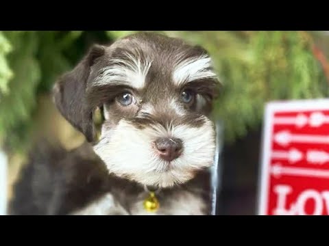 "Java" Miniature Schnauzer Puppy- 4 weeks in training