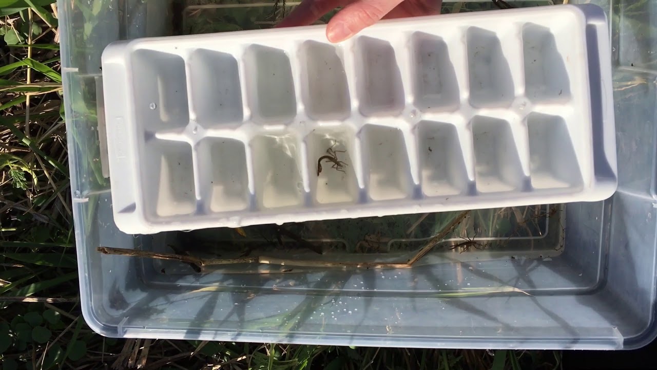 Finding macroinvertebrates using a color identification chart - YouTube