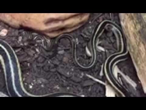 garter birth snake giving