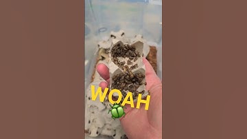 My Discoid Roaches Are Multiplying! #insects #roaches #reptiles #bug #animals #reptiform #macro