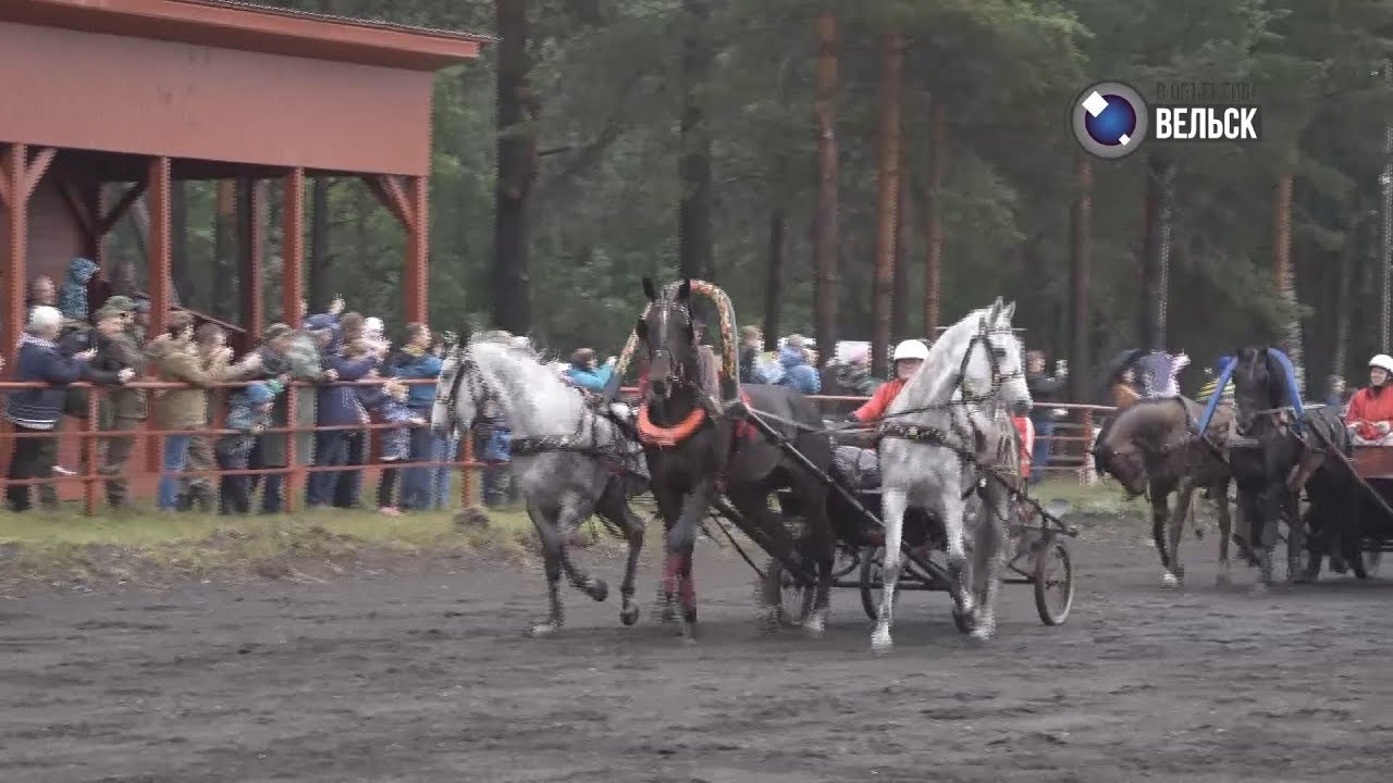 Вельск спортивный. Вельск в объективе. Спорт в Вельске. Хорошевское коневодчество в Вельске. Вельском ютуб.