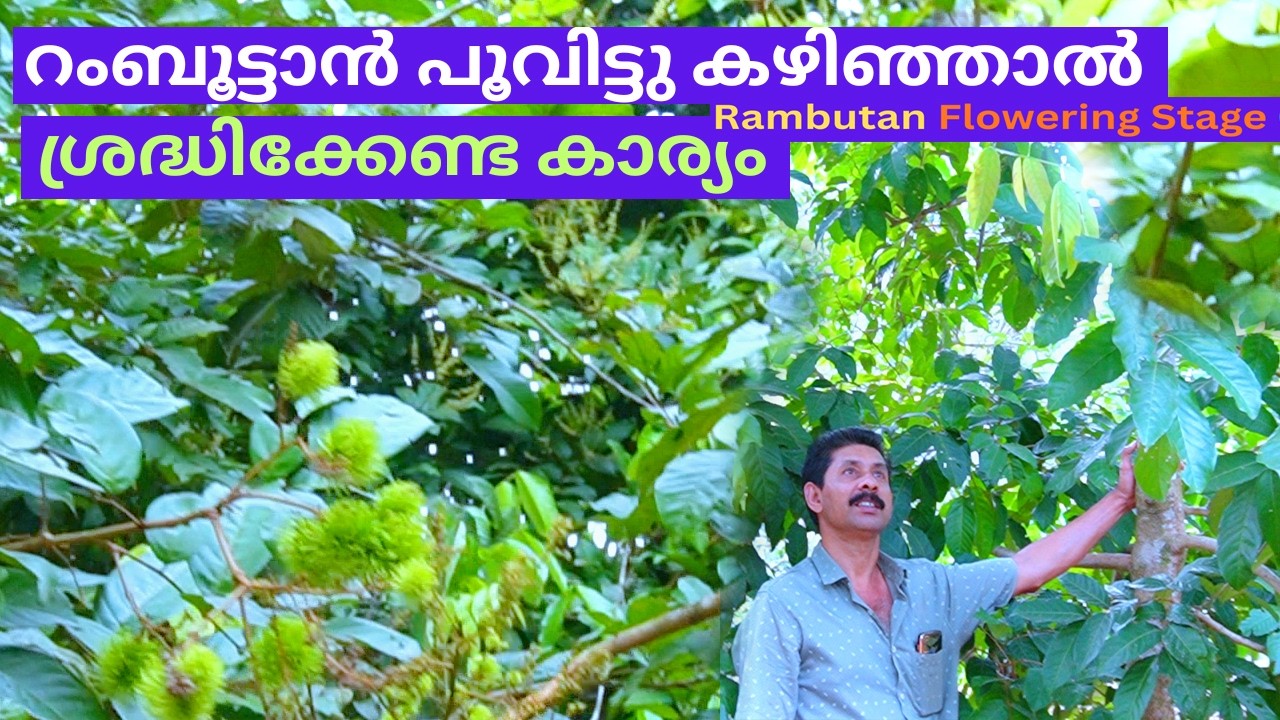 റംബൂട്ടാൻ പൂവിട്ടു കഴിഞ്ഞാൽ ശ്രദ്ധിക്കേണ്ട കാര്യം Rambutan Flowering Stage Care
