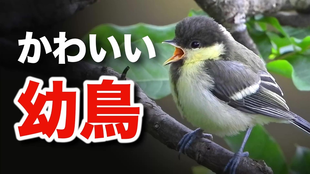 野鳥の絆に迫る！10種類の家族愛があふれる瞬間～