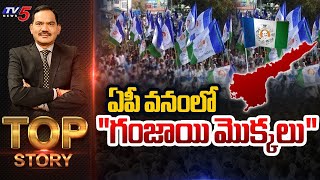 ఏపీ వనంలో "గంజాయి మొక్కలు" | Top Story Debate with Sambasiva Rao | AP Elections | TV5 News
