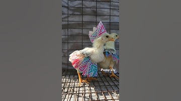 Me Nyuam Qaib Hmoob #qaibhmoob #qaibdub #qaibxiav #chickens #qaibthai #chicken #qaib #gamefowl #ayam