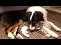 雷の日にくっついて寝る犬と猫
