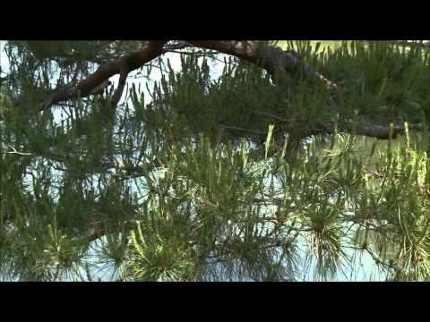 Video: Průvodce prořezáváním borovic – Naučte se, jak prořezávat borovici