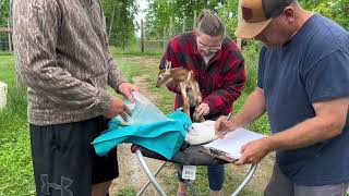 Deer Farm Adventures: 2 new fawns on the farm 5/17/24