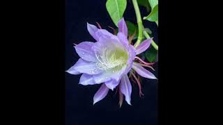 Kumpulan lagu ba'alawi lucu lucu 