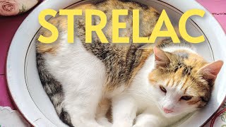 Strelac - 10.08.-20.08.