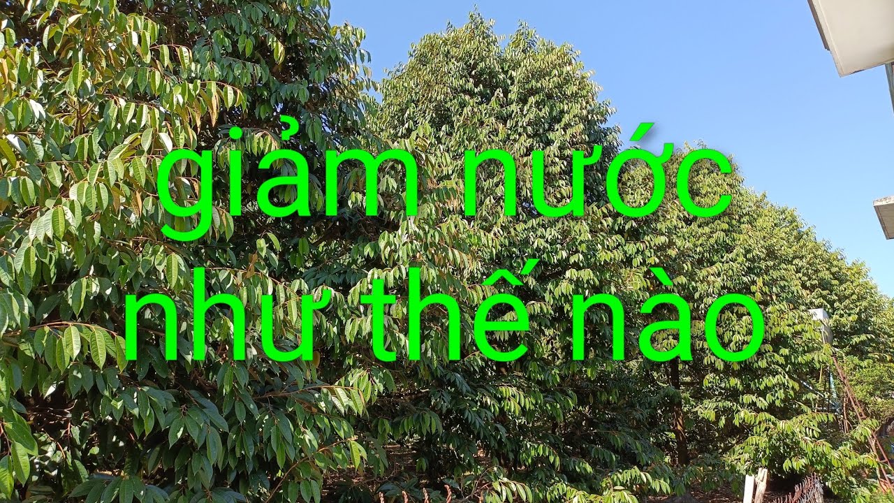 Giảm nước để duy trì chế độ ra hoa. Chứ không phải cắt nước luôn. Út hiền 0978603449