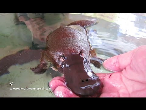 Hand Feeding & Playing With A Friendly Platypus