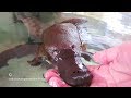 Hand Feeding & Playing With A Friendly Platypus