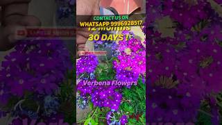 12 महीने 30 दिन खिलने वाला वरबीना का फूल || अब पूरा साल लें सुंदर Verbena Flower || Summer Flowers