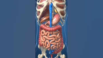 3D Animation: What Happens When You Drink Water | Human Body Hydration Process