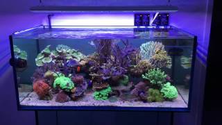 Reef tank feeding