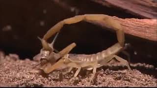 The Scorpion National geographic full documentary HD 2020