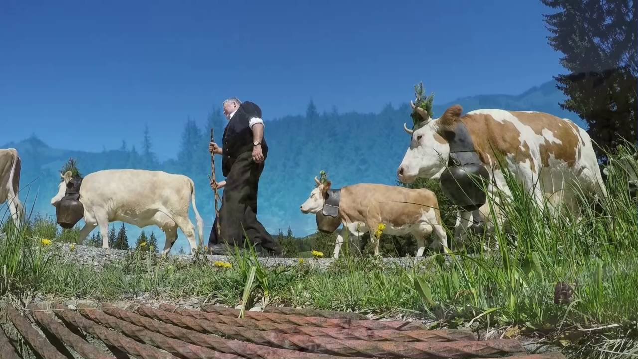 Alpaufzug Winzenried 2016