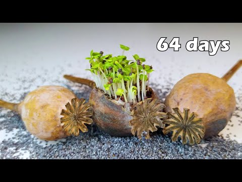 64 days of Poppy Growing Time-lapse #greentimelapse #gtl