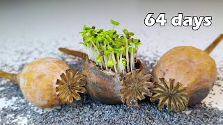 64 days of Poppy Growing Timelapse #greentimelapse #gtl #timelapse