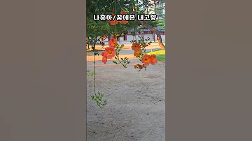 나훈아 꿈에본내고향 하루위로 