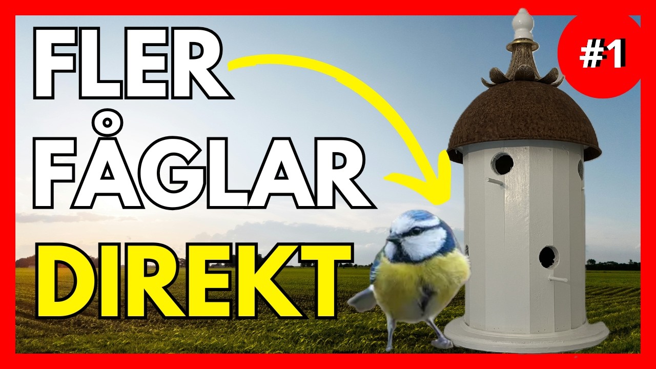 Bygg Fågelmatare & Holk – LOCKA Fler Fåglar till Trädgården