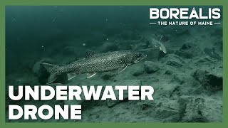 Going deep with underwater drones | Borealis Season Two
When we think of drones, we generally think of the new generation of aircraft that do everything from taking stunning aerial pictures to delivering packages to our backyards. But some explore an entirely different realm – and they’re uncovering things that we might never know existed.
Check out Jasons YouTube channel @MFEGoingDeep
Borealis is made possible by the generous support of The Nature Conservancy Maine, The Maine Office of Tourism, Poland Spring, Evergreen Home Performance, The Conservation Fund, and viewers like you!
Learn more about Borealis at mainepublic.org/borealis
Production Credits:
Produced by Nick Godfrey
Videography by Mick Woodward and Nick Godfrey
Editing by Nick Godfrey
Underwater Drone Footage by Jason Smith
Music: Out and About by George Jeffrey Doering, A Long Way by David Tate Going deep with underwater drones | Borealis Season Two