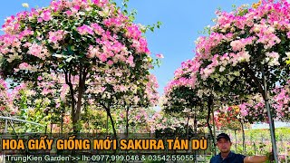 Hoa giấy giống mới sakura tán dù -Trung kiên garden, zalo: 035.42.55055 & 0961.700.535