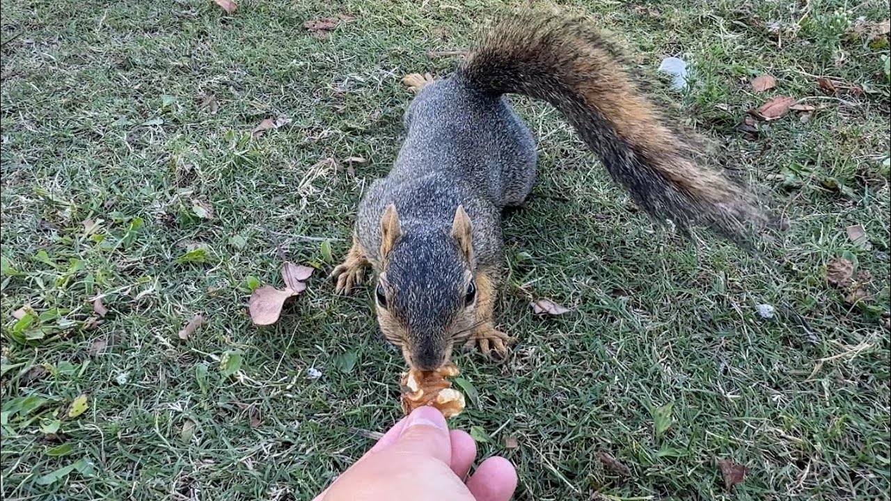 Hand feeding a squirrel ￼