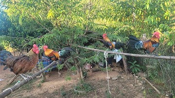 Saib qaib dib ua si nyiam nug tau 57889204. 22.11.2025